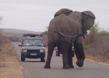 Elephant sighting at Kruger National Park