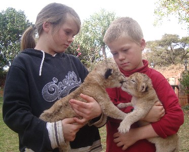 Lion cubs