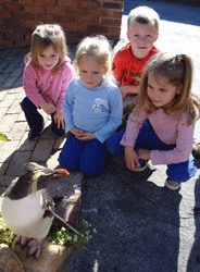 King penguin at PE Oceanarium