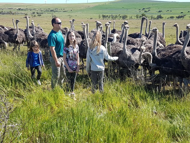 Footprints Nature Quest - ostriches up close