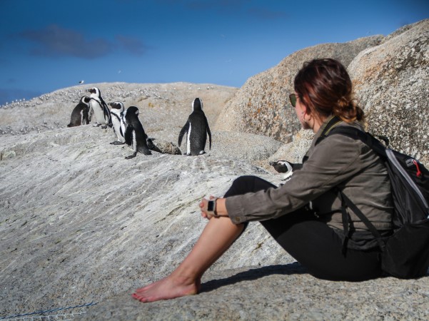 African penguins nature study outing - South African homeschool curriculum