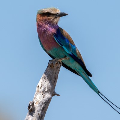 Lilac-breasted roller