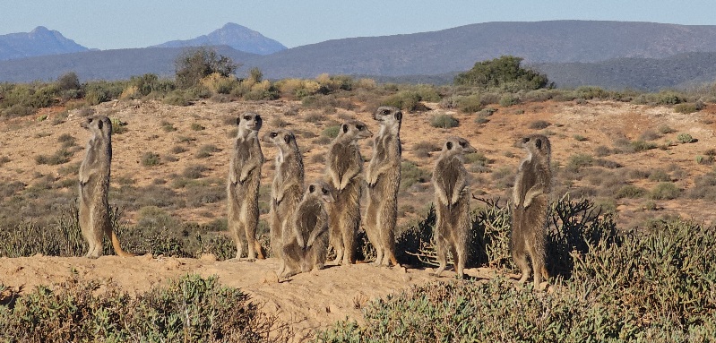 Meerkats in the Little Karoo